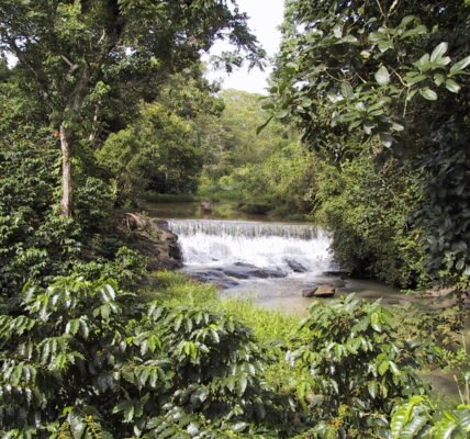 Finca cafetalera en Zihuateutla, Puebla, México