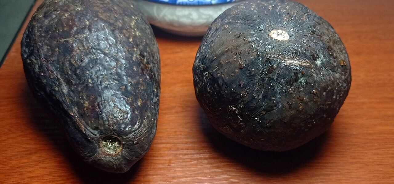 Aguacates, uno de los principales productos de exportación agroalimentaria de México.